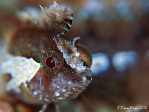 Close-up of Kuiter's Weedfish (Heteroclinus kuiteri) by Brian Mayes 